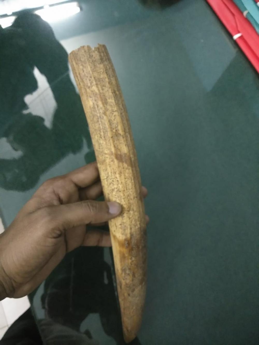 The Weekend Leader - Rare Atlantic walrus tusk seized in Maha's Ratnagiri, probe launched